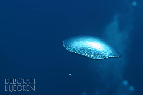 The Bubble from Above