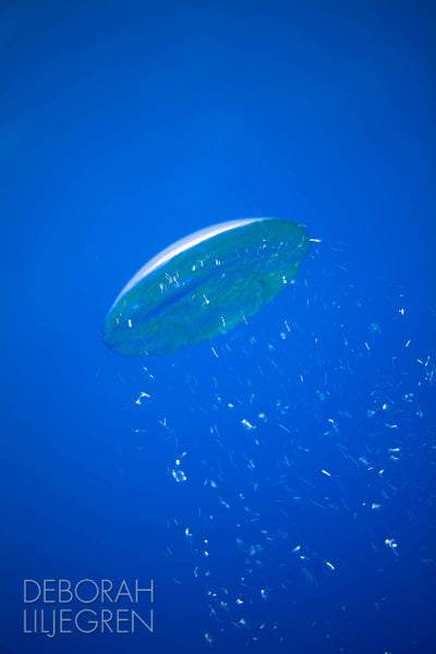 Aqua UFO
